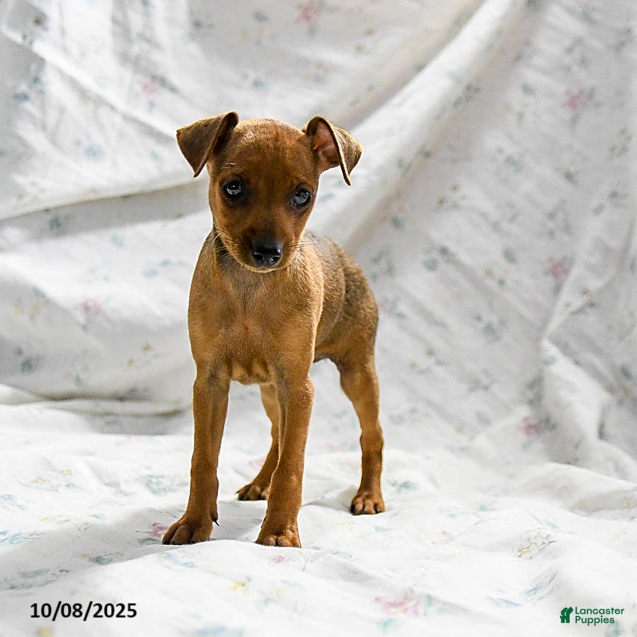 Miniature Pinscher dogs Nutmeg - Ad 4