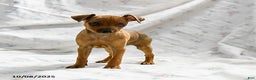 Miniature Pinscher dogs for sale: Nutmeg - Ad 1