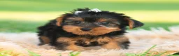 Yorkshire Terrier dogs for sale: Leo - Ad 3