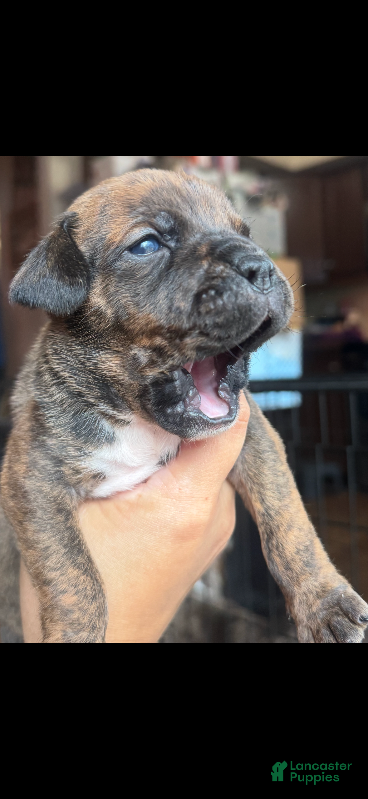American Bully dogs American Bully 1 - Ad 24