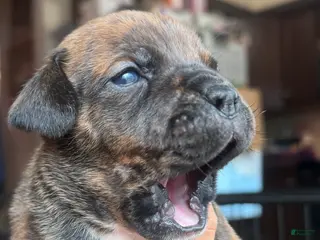 American Bully dogs American Bully 1 - Ad 24