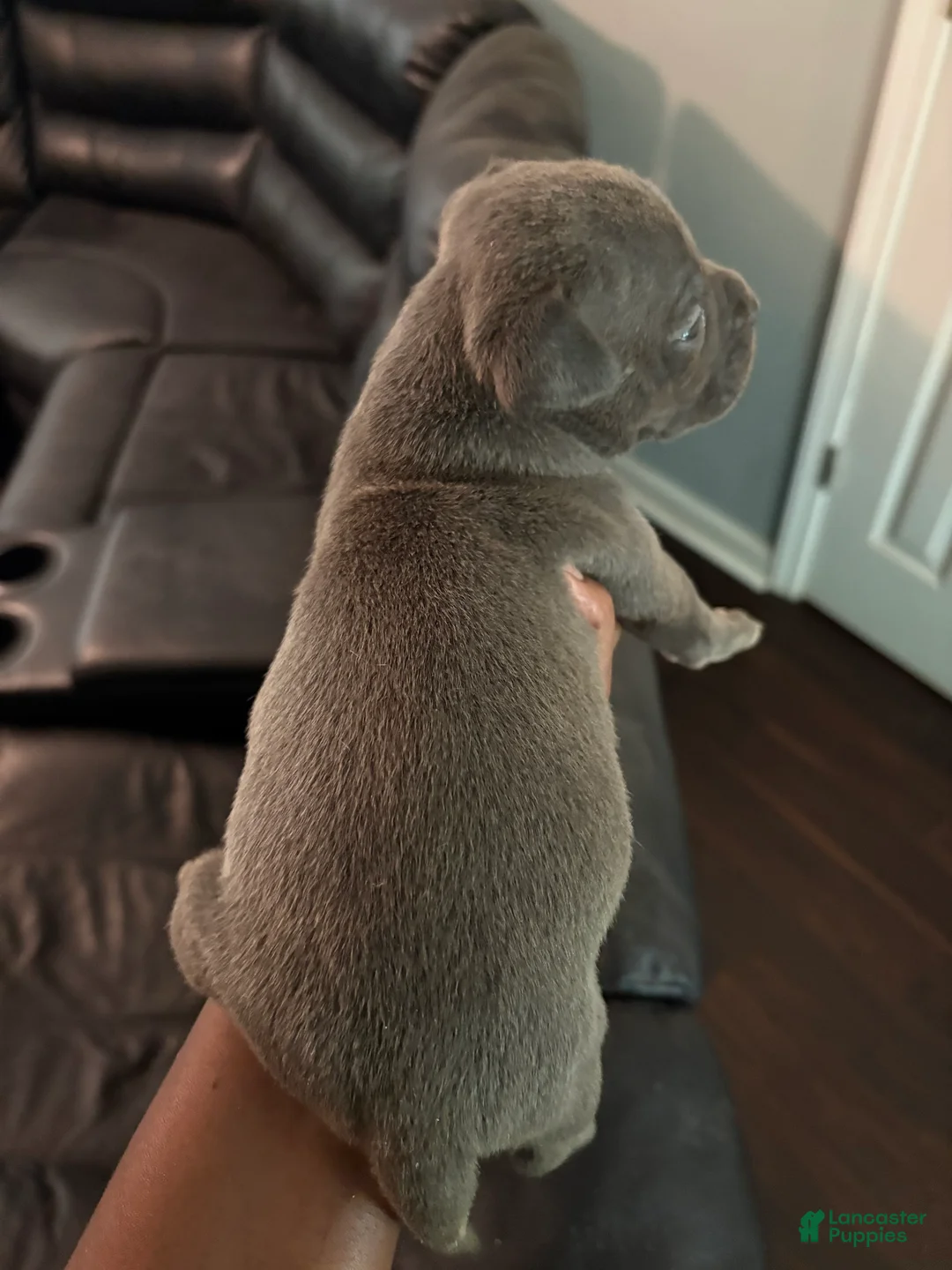 Mixed Breed dogs for sale: Pup 1  - Ad 2