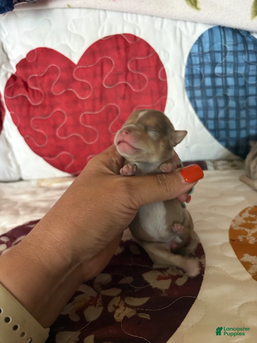 Chihuahua dogs for sale: Jasmine  - Ad 2