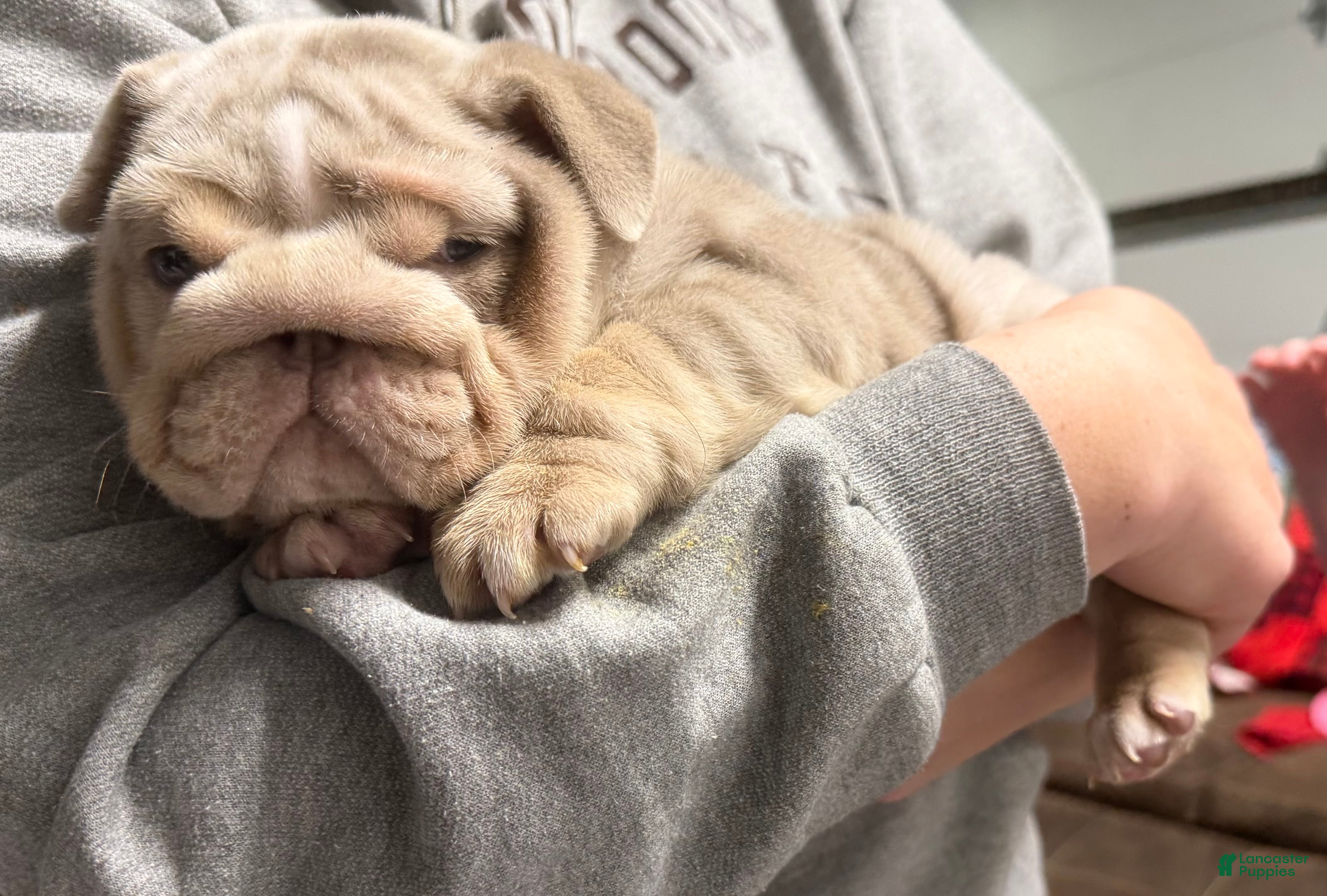 English Bulldog dogs Hippo - Ad 2