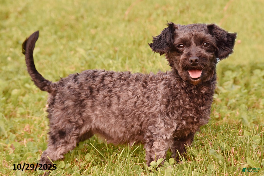 Yorkiepoo dogs for sale: Kaden - Ad 6