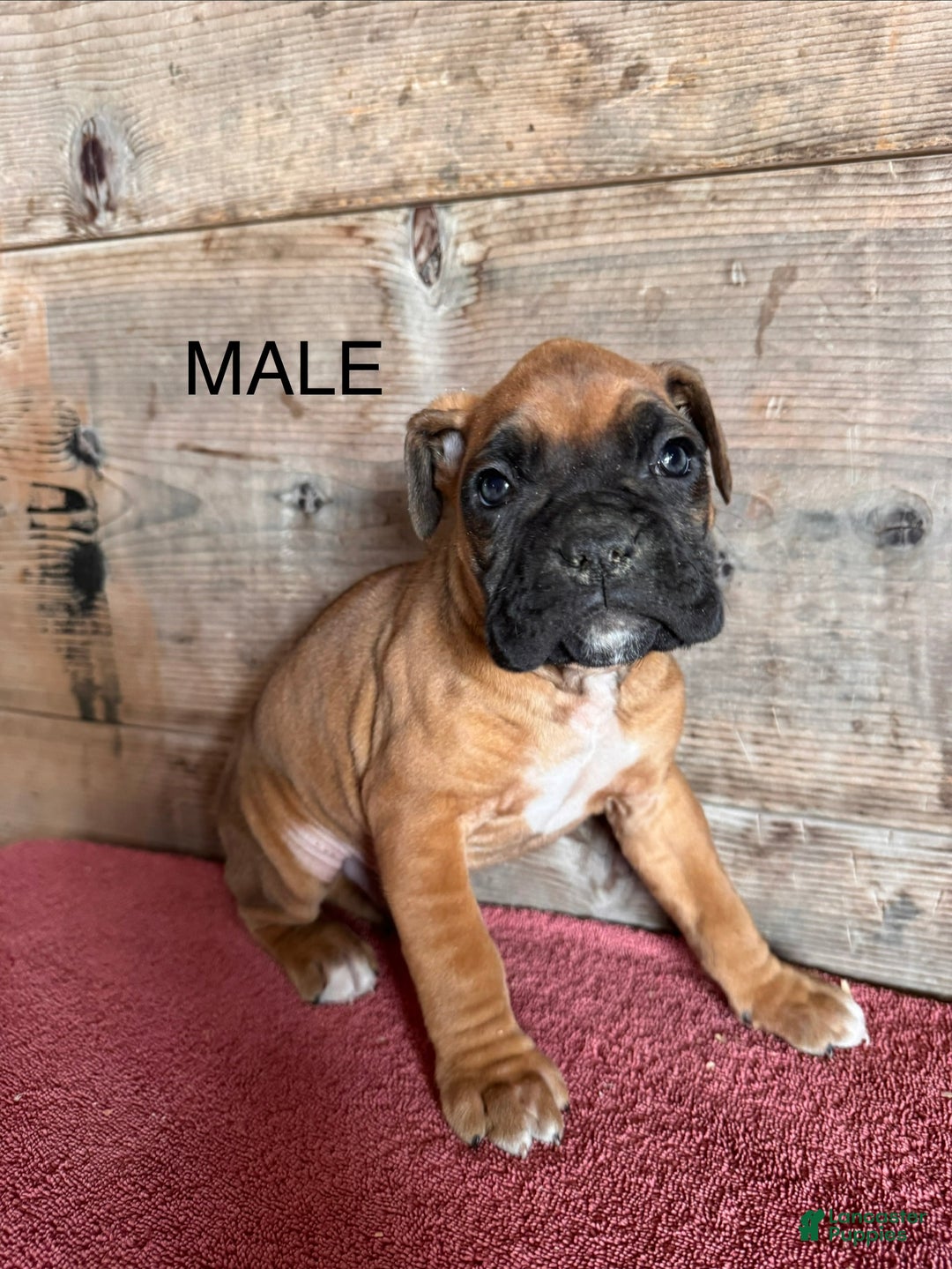 Boxer dogs for sale: Boxer Puppy 1 - Ad 1