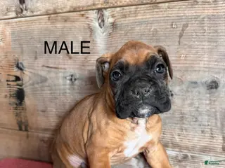 Boxer dogs Boxer Puppy 1 - Ad 22