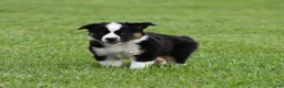 Miniature Australian Shepherd dogs for sale: Cash - Ad 3