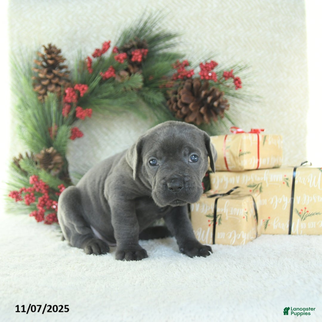 Cane Corso dogs for sale: Max - Ad 14