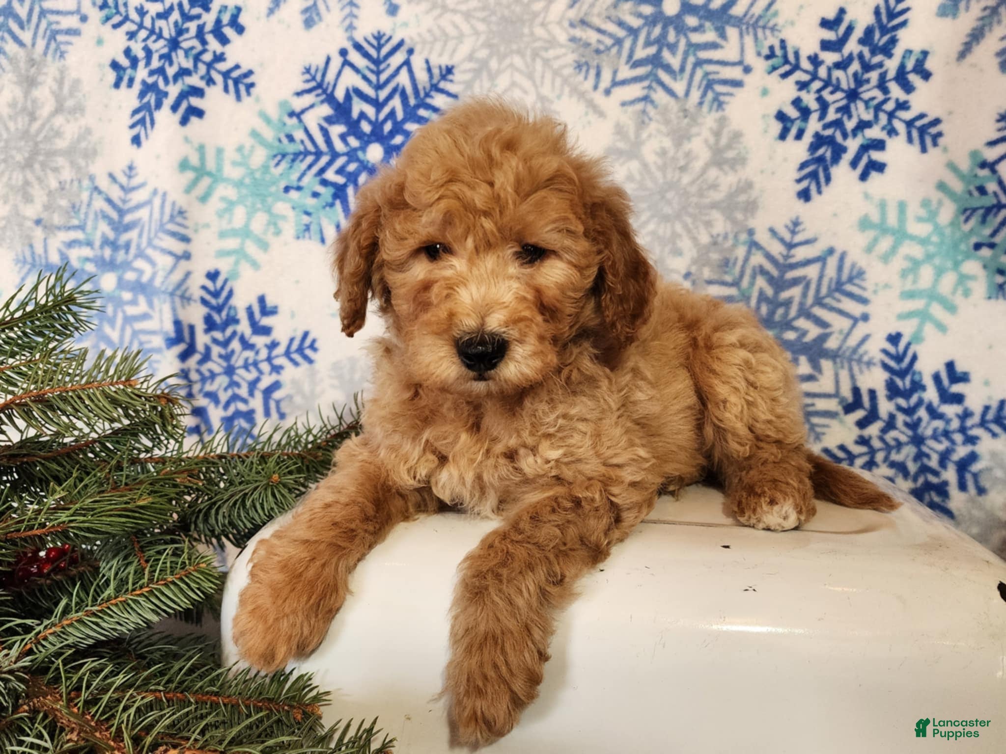 Mini Goldendoodle dogs Dover - Ad 36