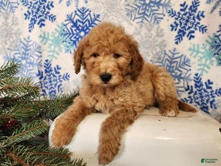 Mini Goldendoodle dogs Dover - Ad 36