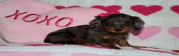 Miniature Dachshund dogs for sale: Mindy - Ad 3