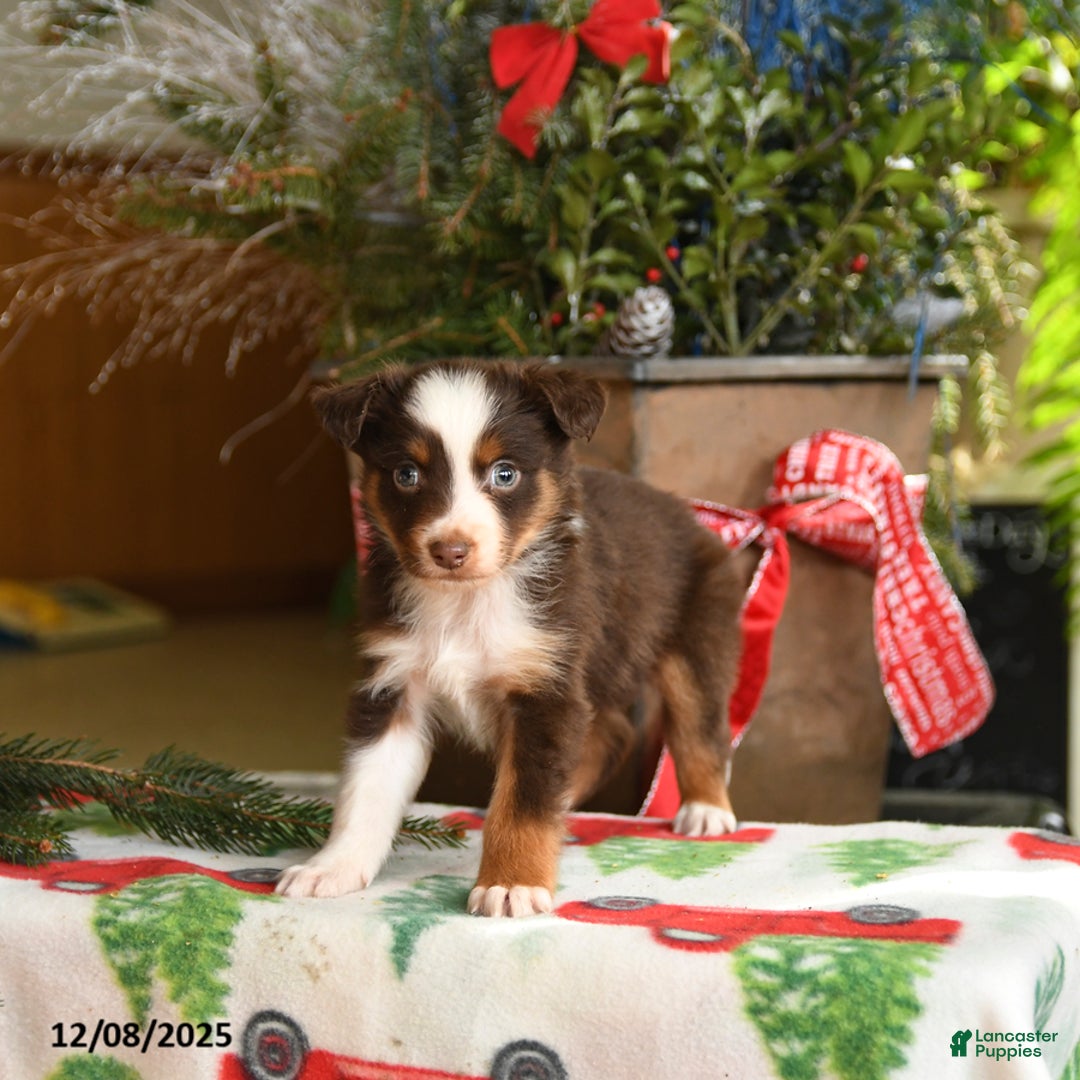 Australian Shepherd dogs for sale: Asher - Ad 4