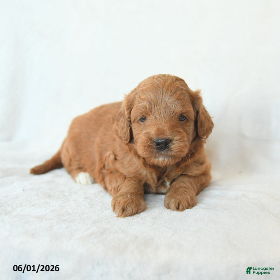Cavapoo dogs Hope - Ad 1