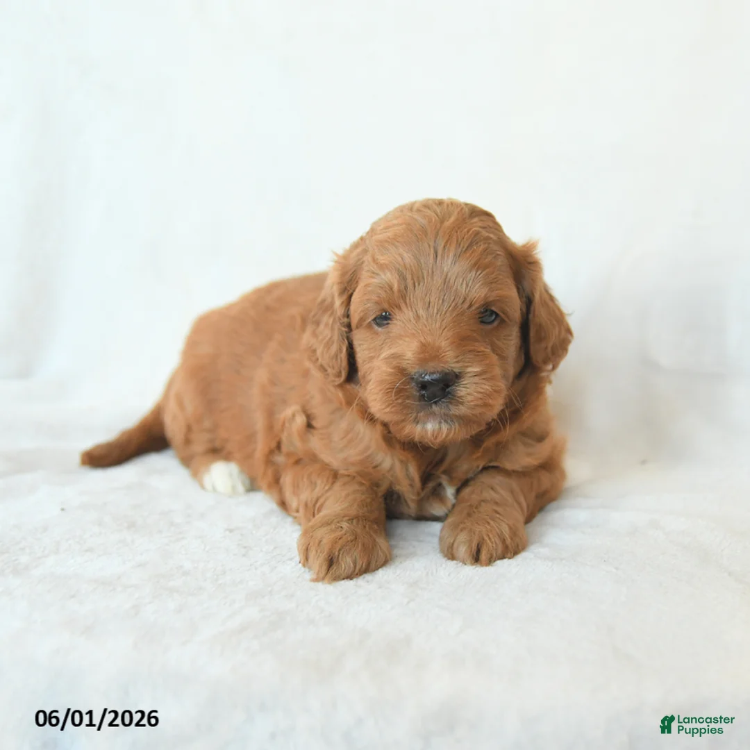 Cavapoo dogs for sale: Hope - Ad 1