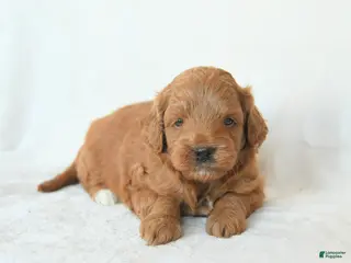 Cavapoo dogs for sale: Hope - Ad 3