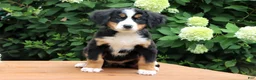 Bernese Mountain Dog dogs for sale: Ranita - Ad 2