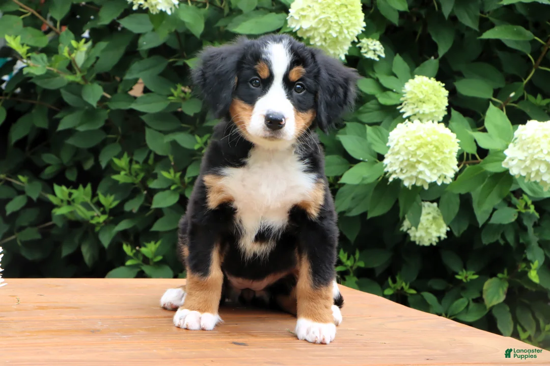 Bernese Mountain Dog dogs for sale: Ranita - Ad 2