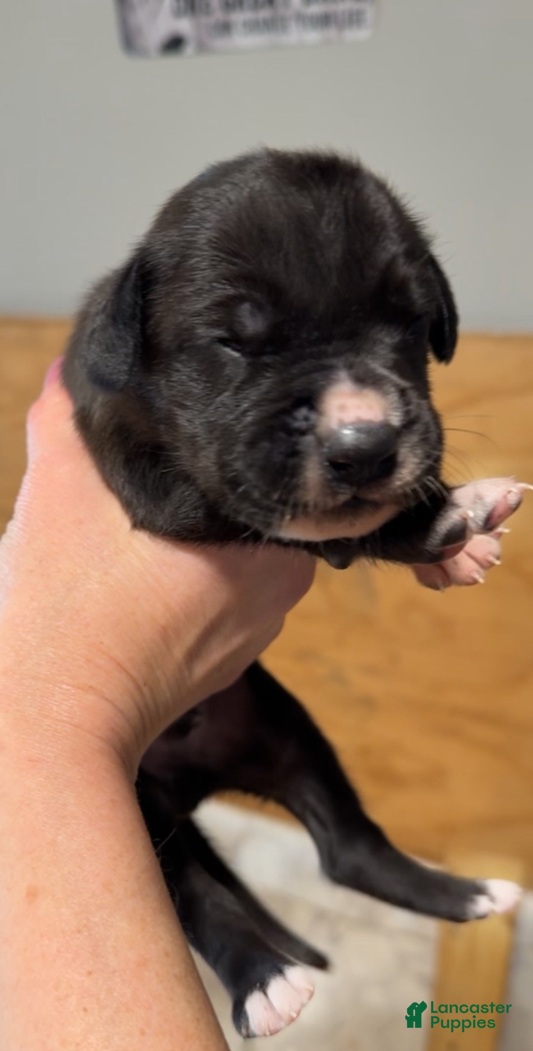 Great Dane dogs for sale: Male pup - Ad 2