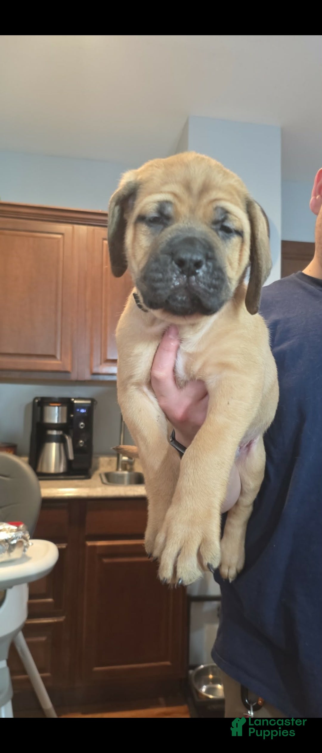 English Mastiff dogs English Mastiff Puppy 1 - Ad 19