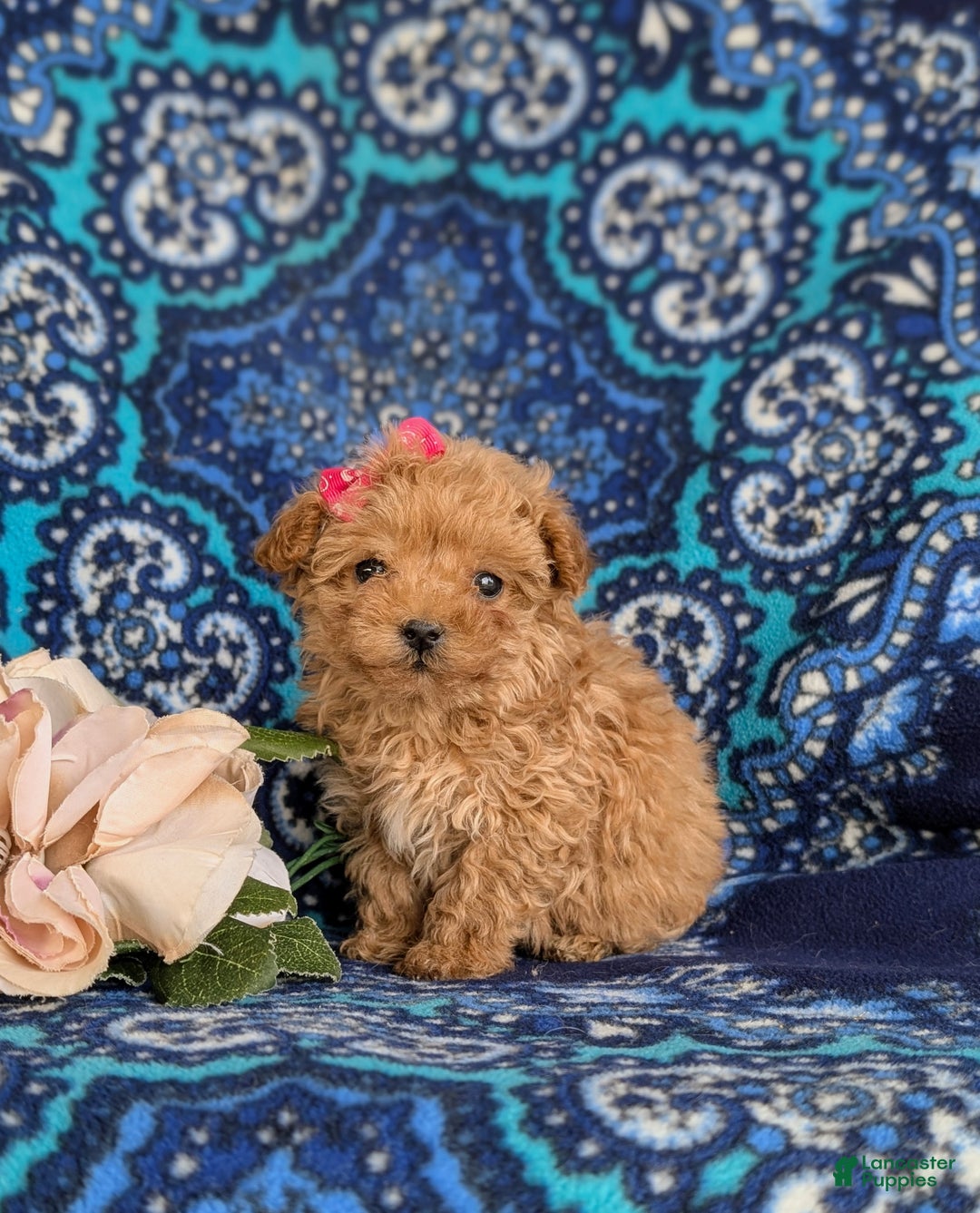 Bichpoo dogs for sale: Venus 8 lbs Full Grown - Ad 1