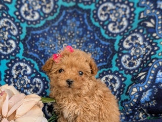 Bichpoo dogs Venus 8 lbs Full Grown - Ad 42