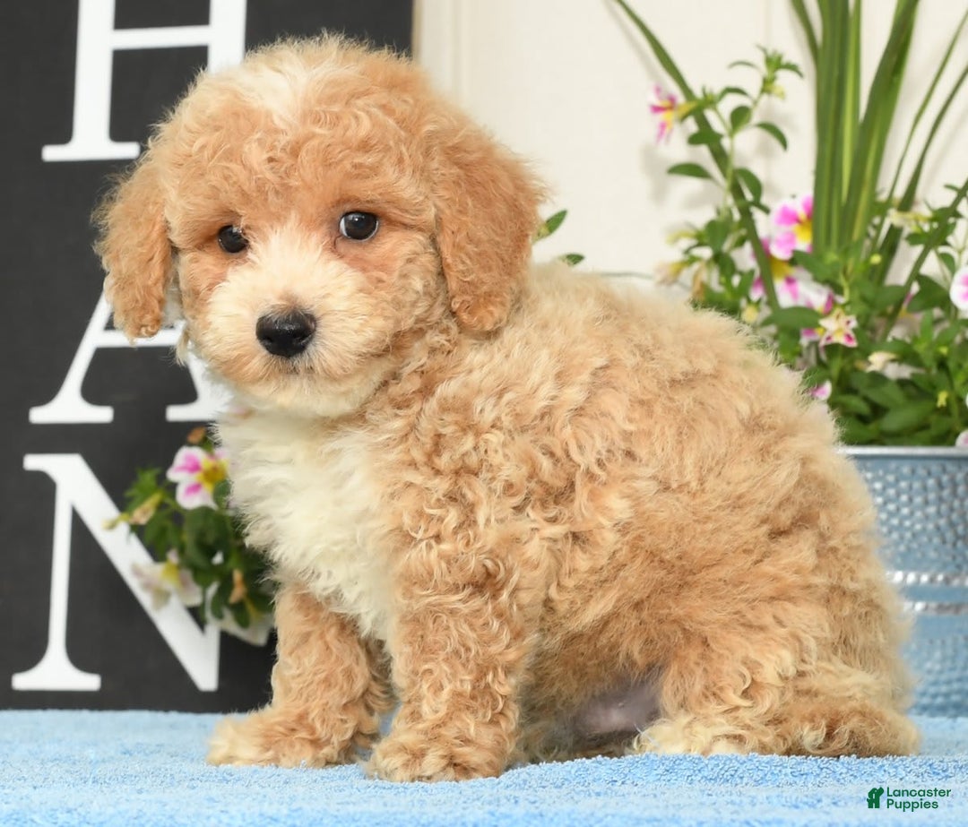 Bichpoo dogs for sale: Skipper - Ad 9