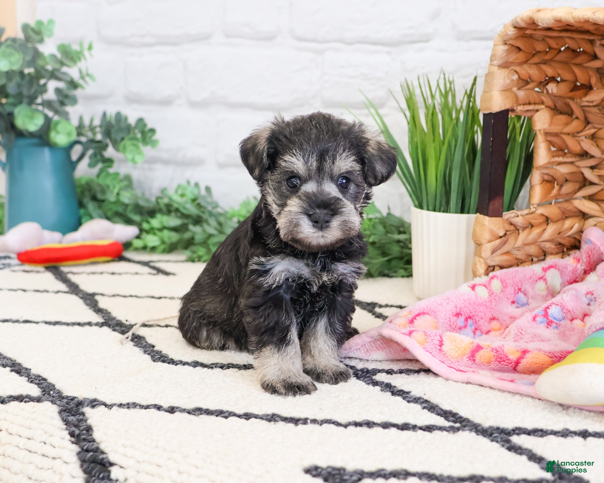 Miniature Schnauzer dogs Elle  - Ad 37