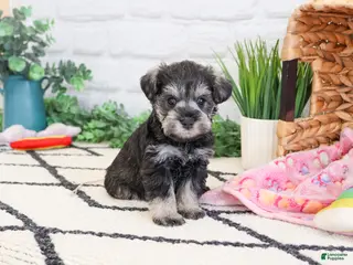 Miniature Schnauzer dogs Elle - Ad 37