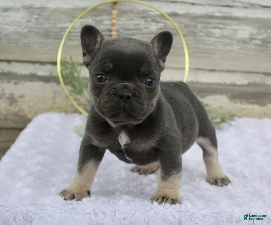 French Bulldog dogs for sale: Rocko - Ad 2