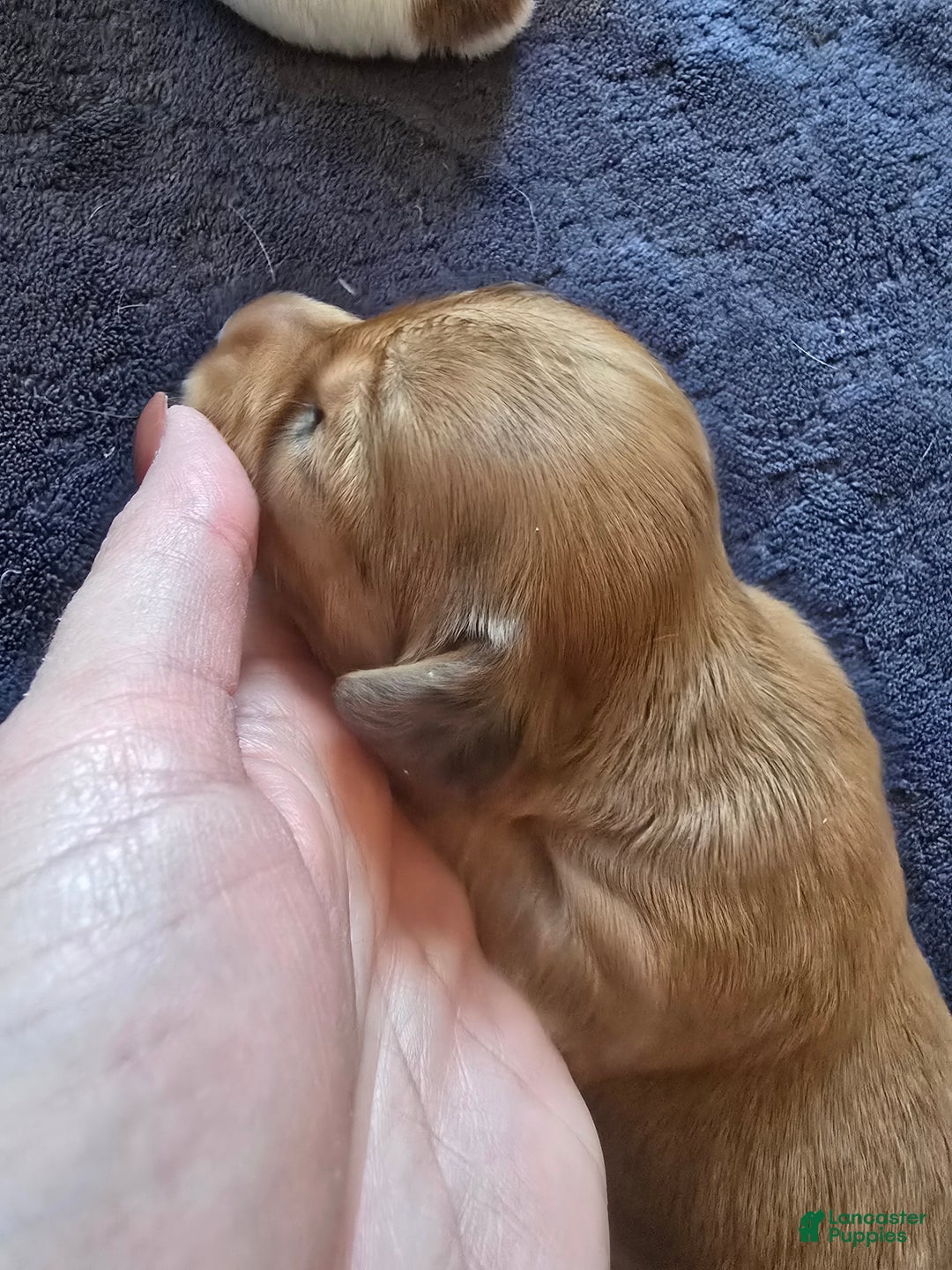 Miniature Dachshund dogs for sale: Duke - Ad 12