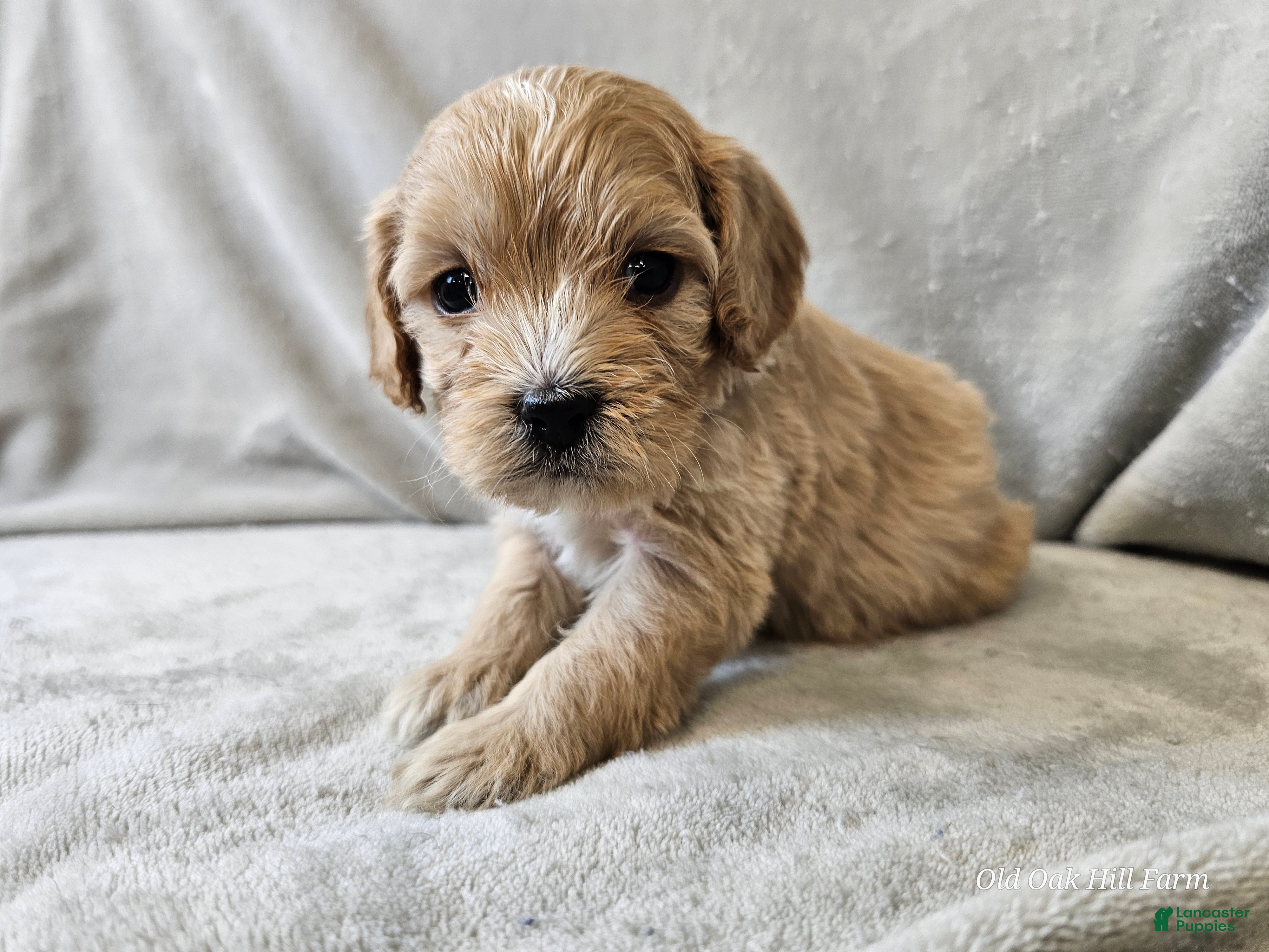 Cavapoo dogs Pesto - Ad 37