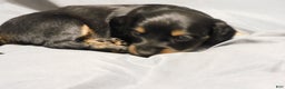 Miniature Dachshund dogs for sale: LMA's ChampionDoxie Sting's Roxanne - Ad 4