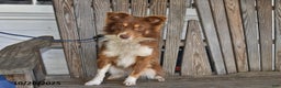 Australian Shepherd dogs for sale: Skippy - Ad 3