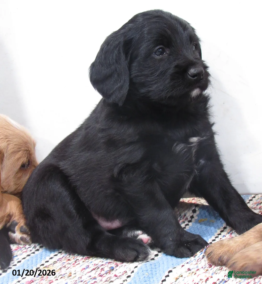 Labradoodle dogs for sale: Milo - Ad 8