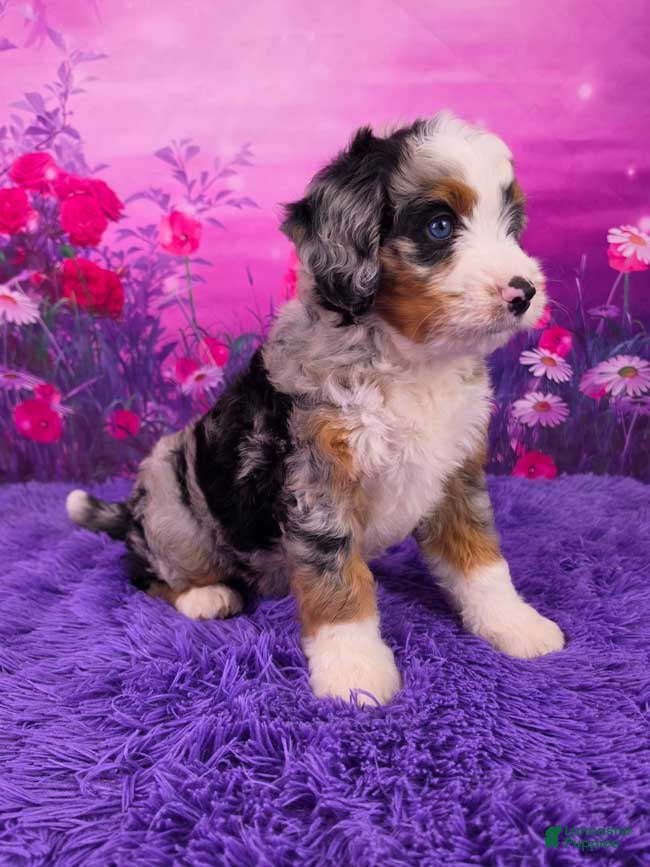 Mini Bernedoodle dogs Baylee - Ad 2