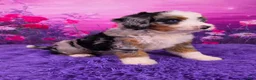 Mini Bernedoodle dogs for sale: Baylee - Ad 2