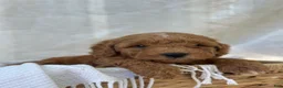 Mini Goldendoodle dogs for sale: Mini Goldendoodle 2 - Ad 5