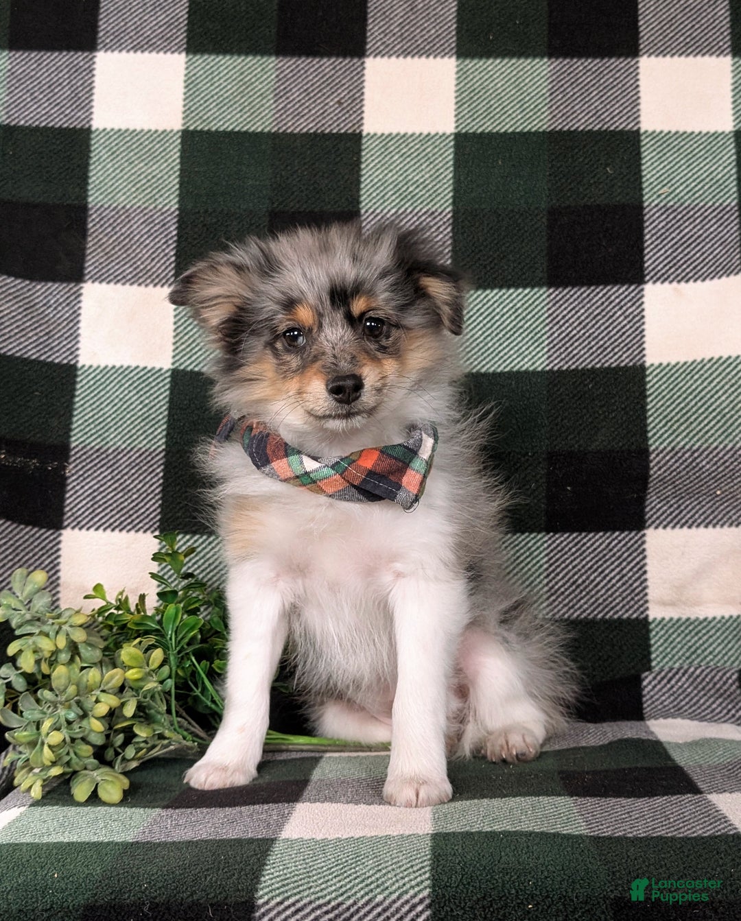 Pomeranian dogs for sale: Sanborn - Ad 2