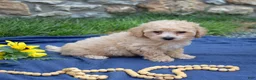 Bichpoo dogs for sale: Coach - Ad 6
