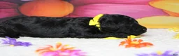 Toy Poodle dogs for sale: Dave  - Ad 3