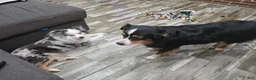 Miniature Australian Shepherd dogs for sale: Cake - Ad 7