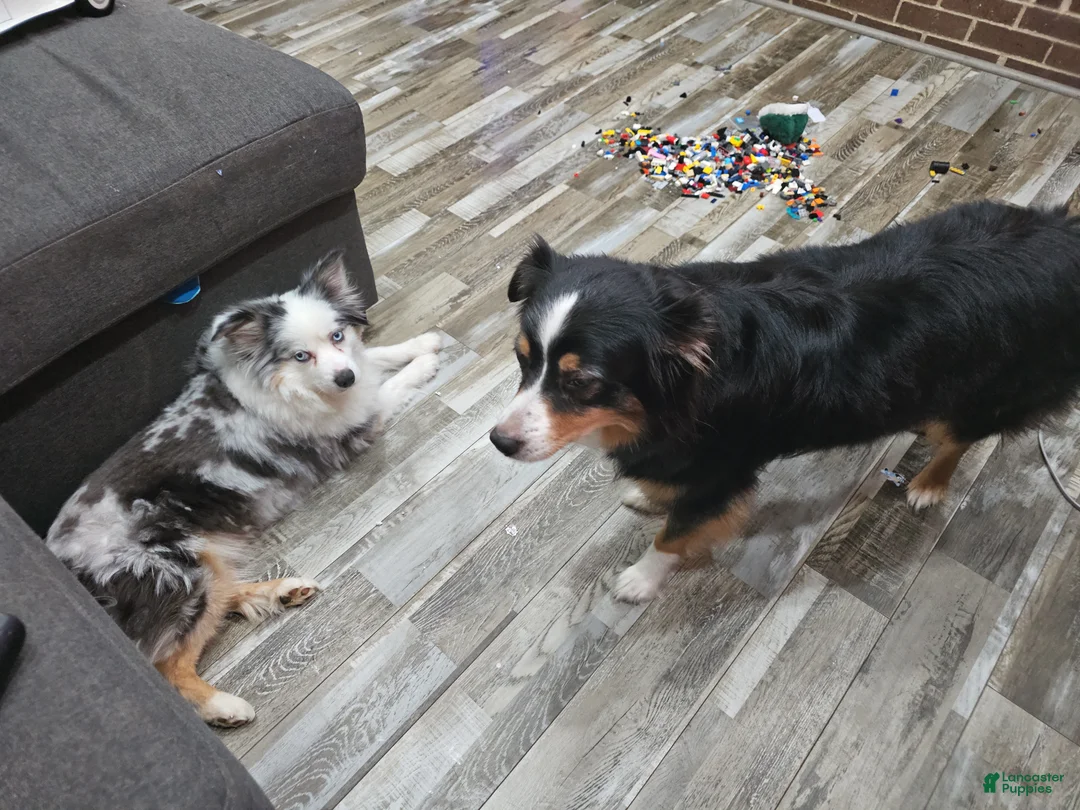 Miniature Australian Shepherd dogs for sale: Cake - Ad 7