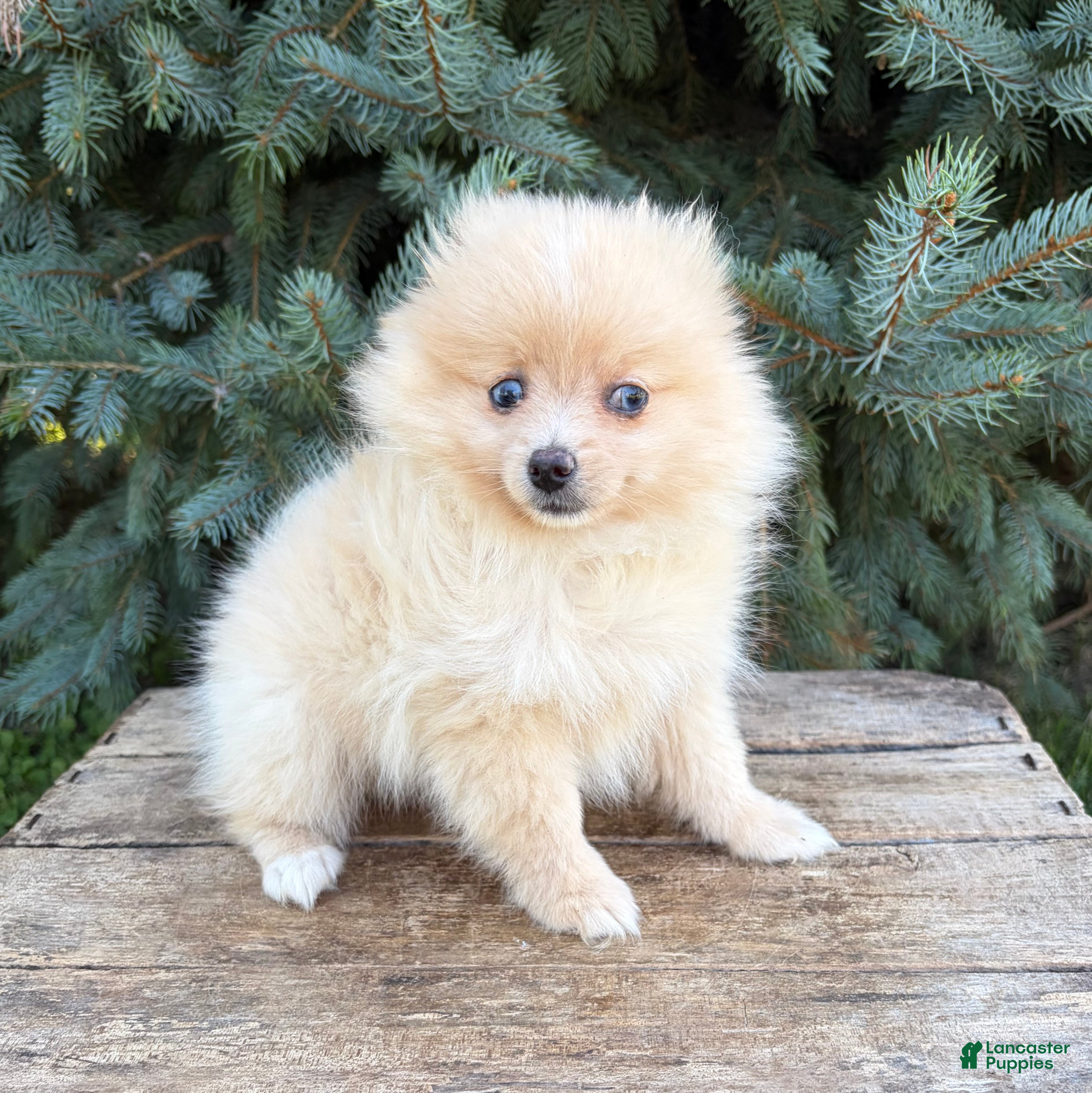 Pomeranian dogs Foxy - Ad 2
