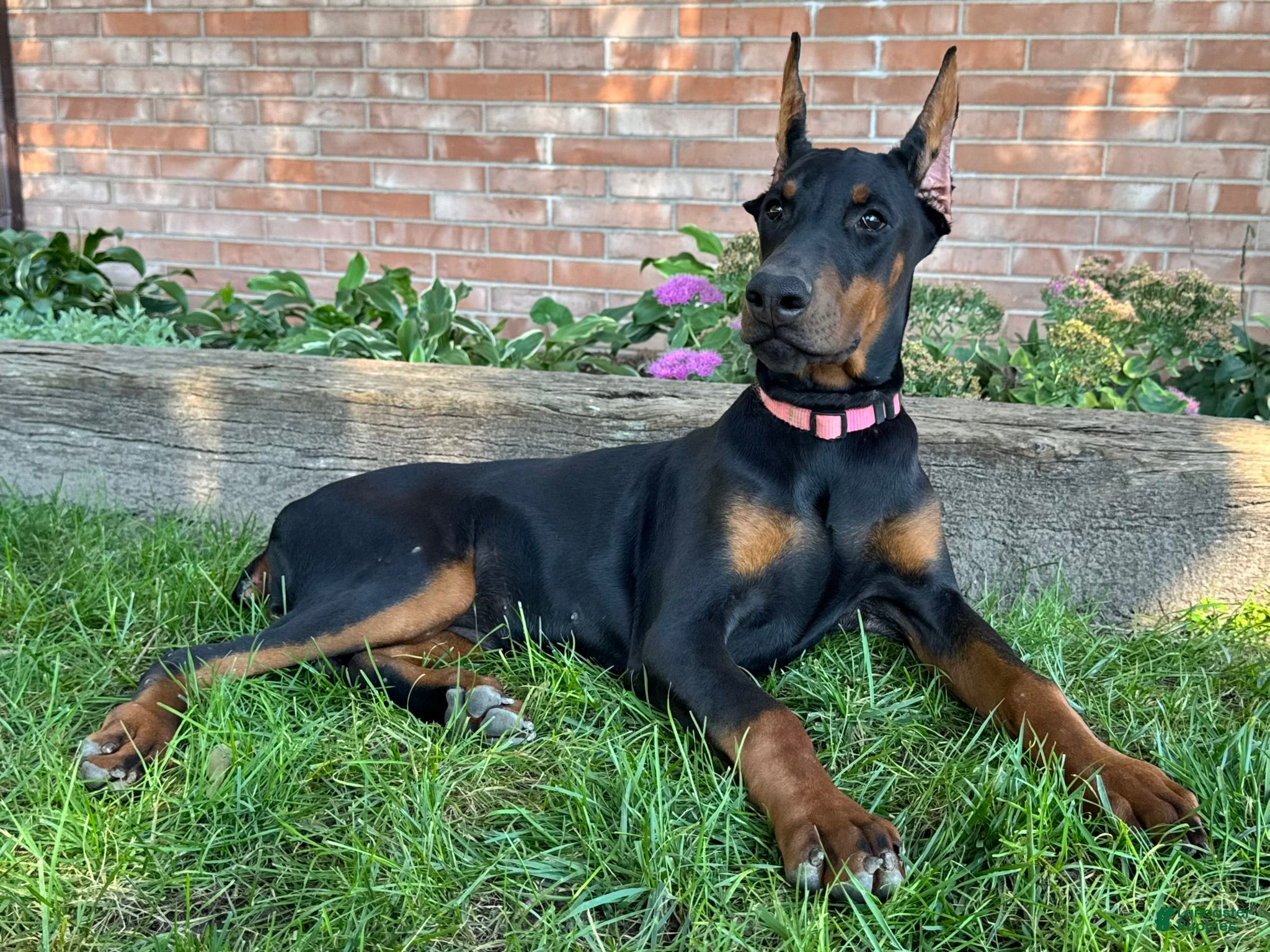 Doberman Pinscher dogs Zelda - Ad 1
