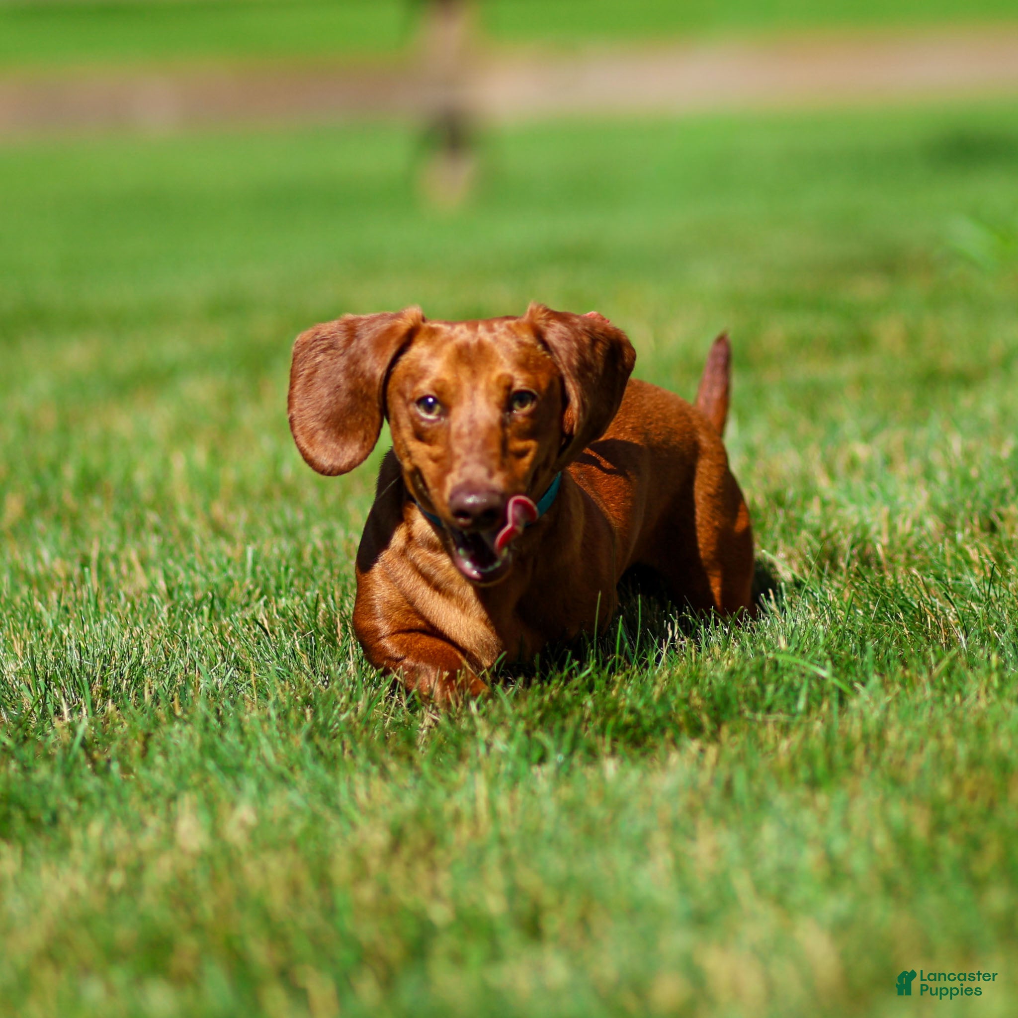 Dachshund dogs Harry - Ad 1