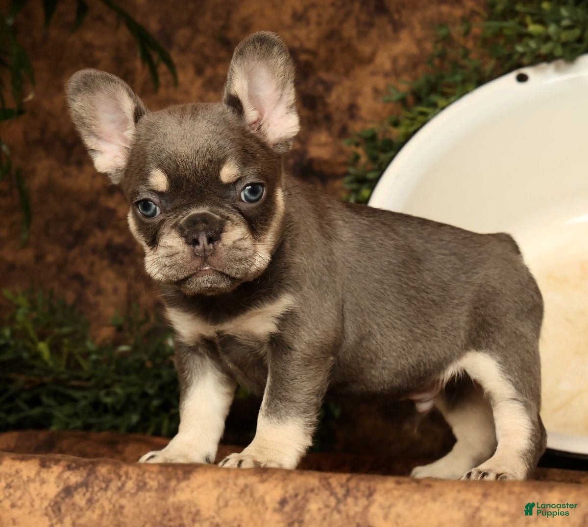 French Bulldog dogs for sale: Leo - Ad 40