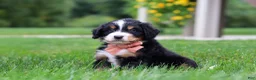 Mini Bernedoodle dogs for sale: Billy🐾 - Ad 4