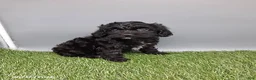 Cockapoo dogs for sale: Casey - Ad 4