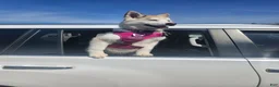 Mixed Breed dogs for sale: Mixed Breed 1 - Ad 6